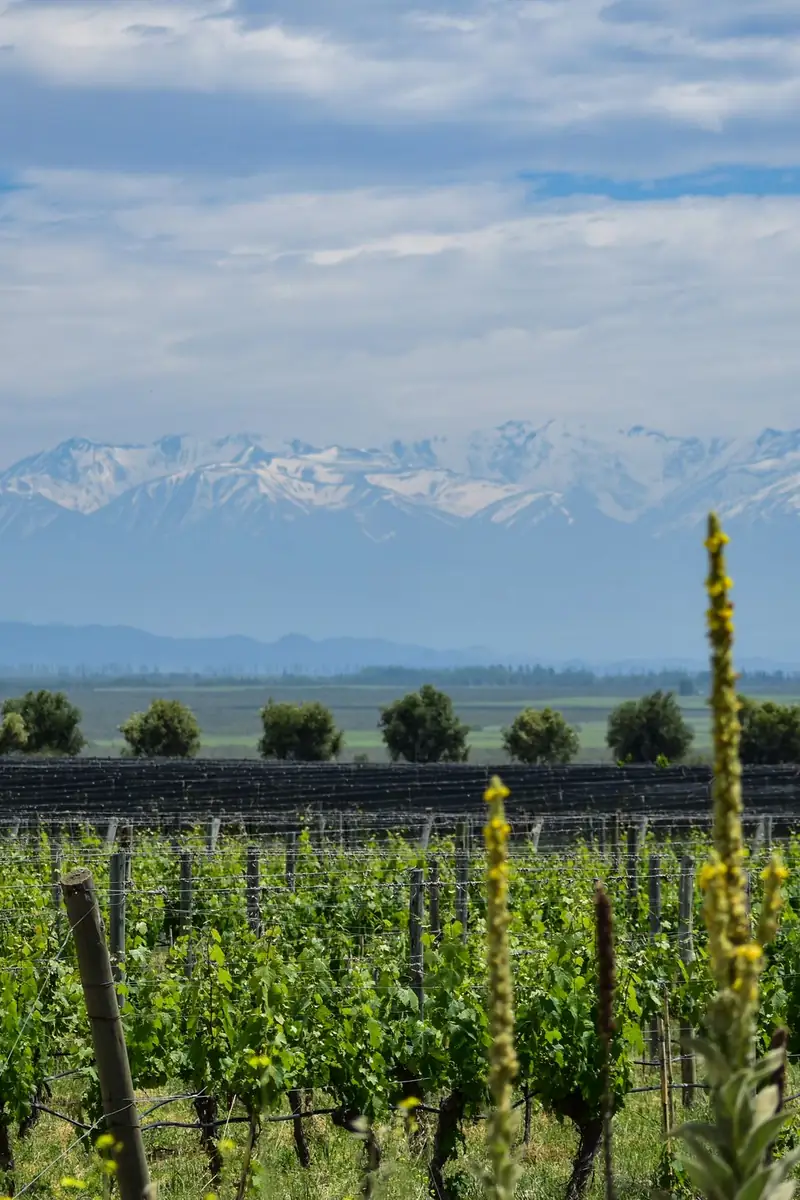 Viñedos en Tunuyán, Mendoza, con la cordillera de los Andes de fondo
